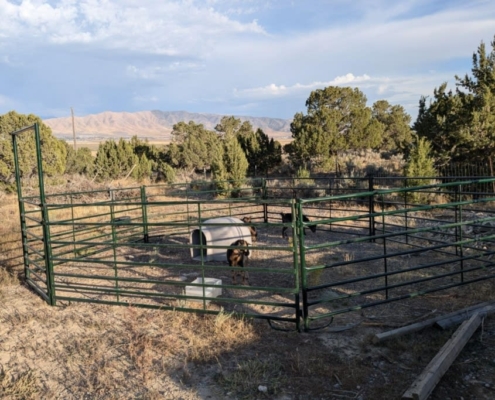 Sheep & Goat Pen